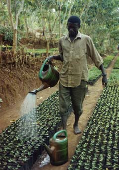 Nurcery in Ngara